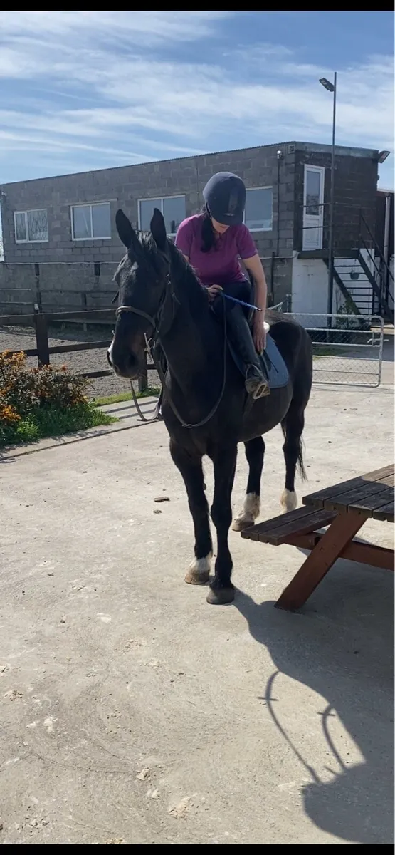 Riding school draught - Image 1