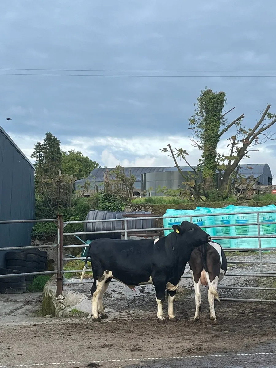 PBR British Friesian Bull 2 year old - Image 1