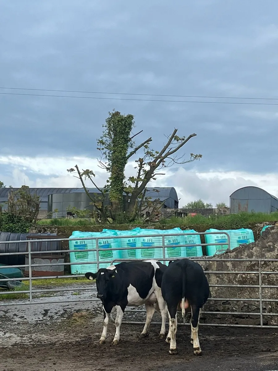 PBR British Friesian Bull 2 year old - Image 2