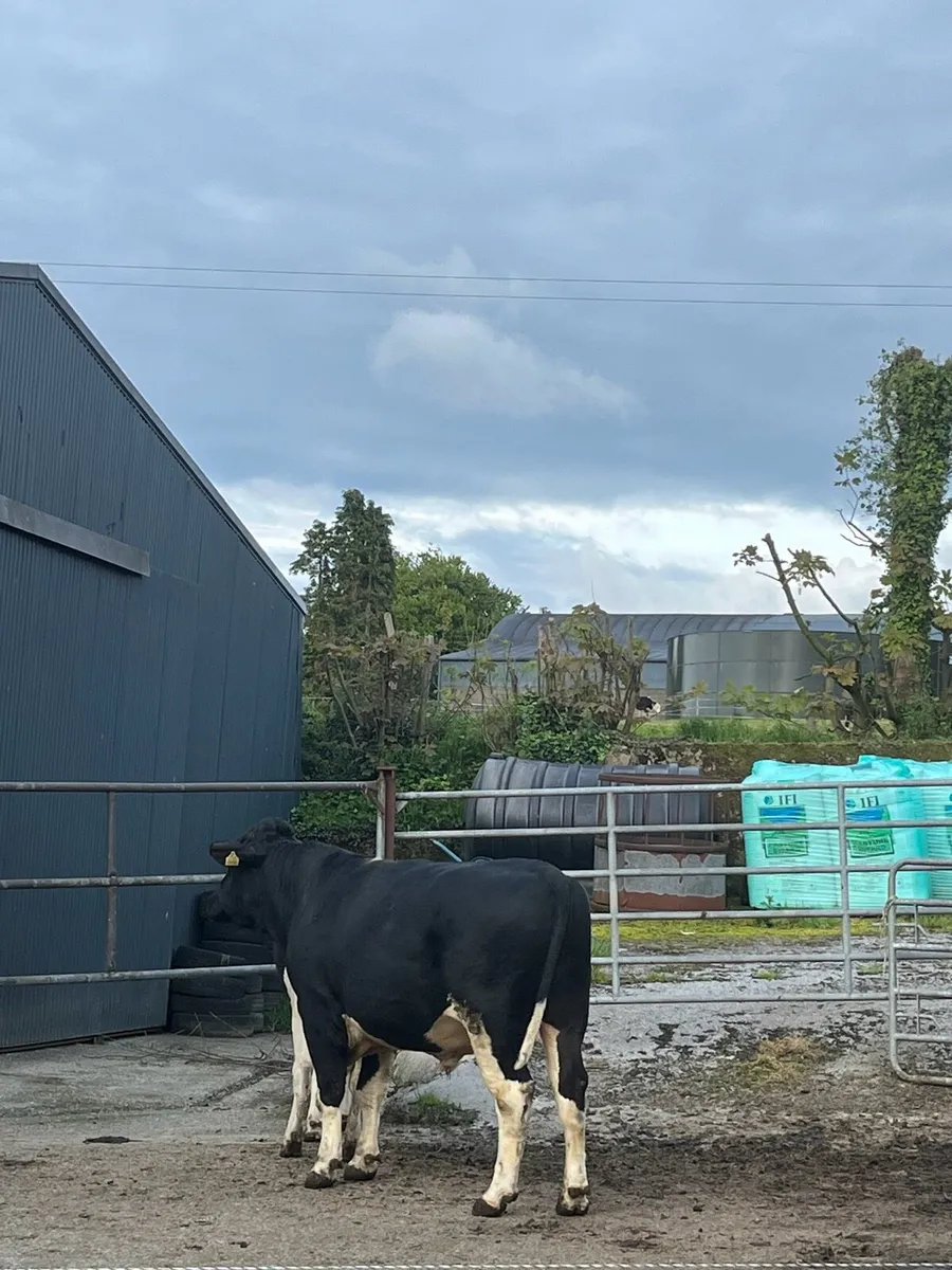 PBR British Friesian Bull 2 year old - Image 3