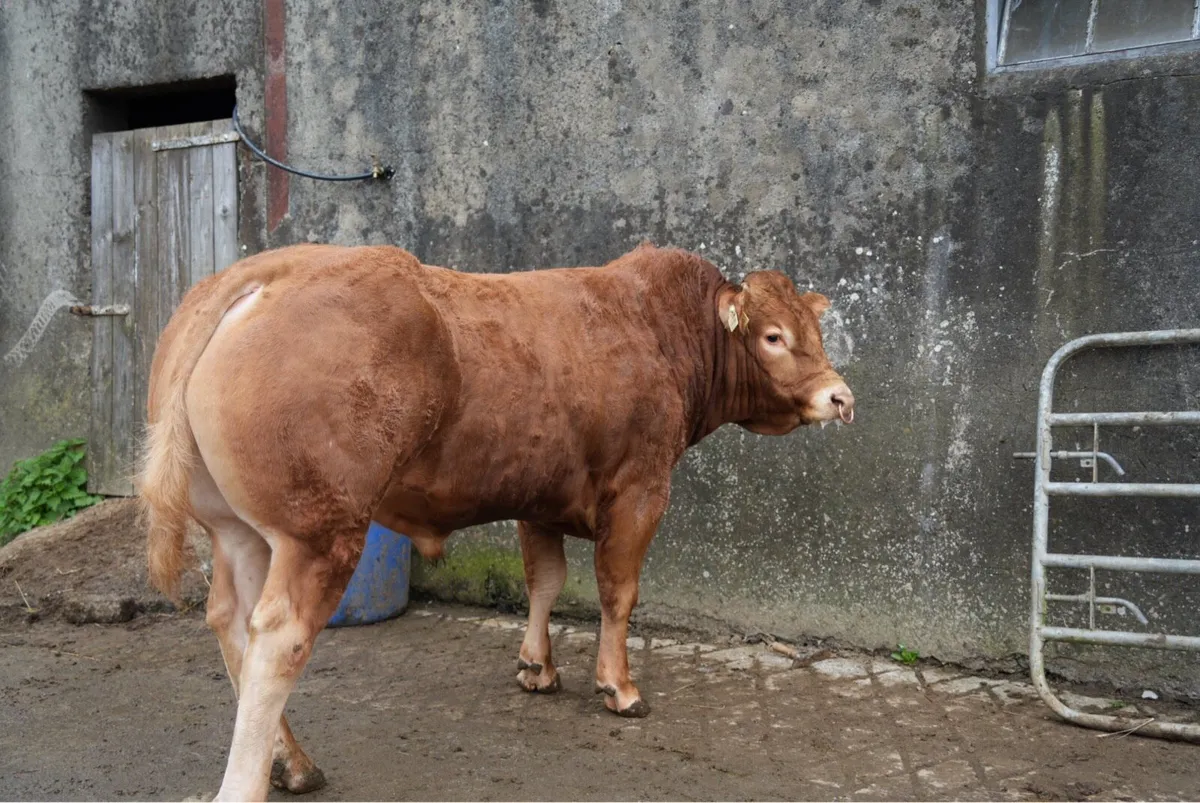 Pedigree Limousin Bulls - Image 1