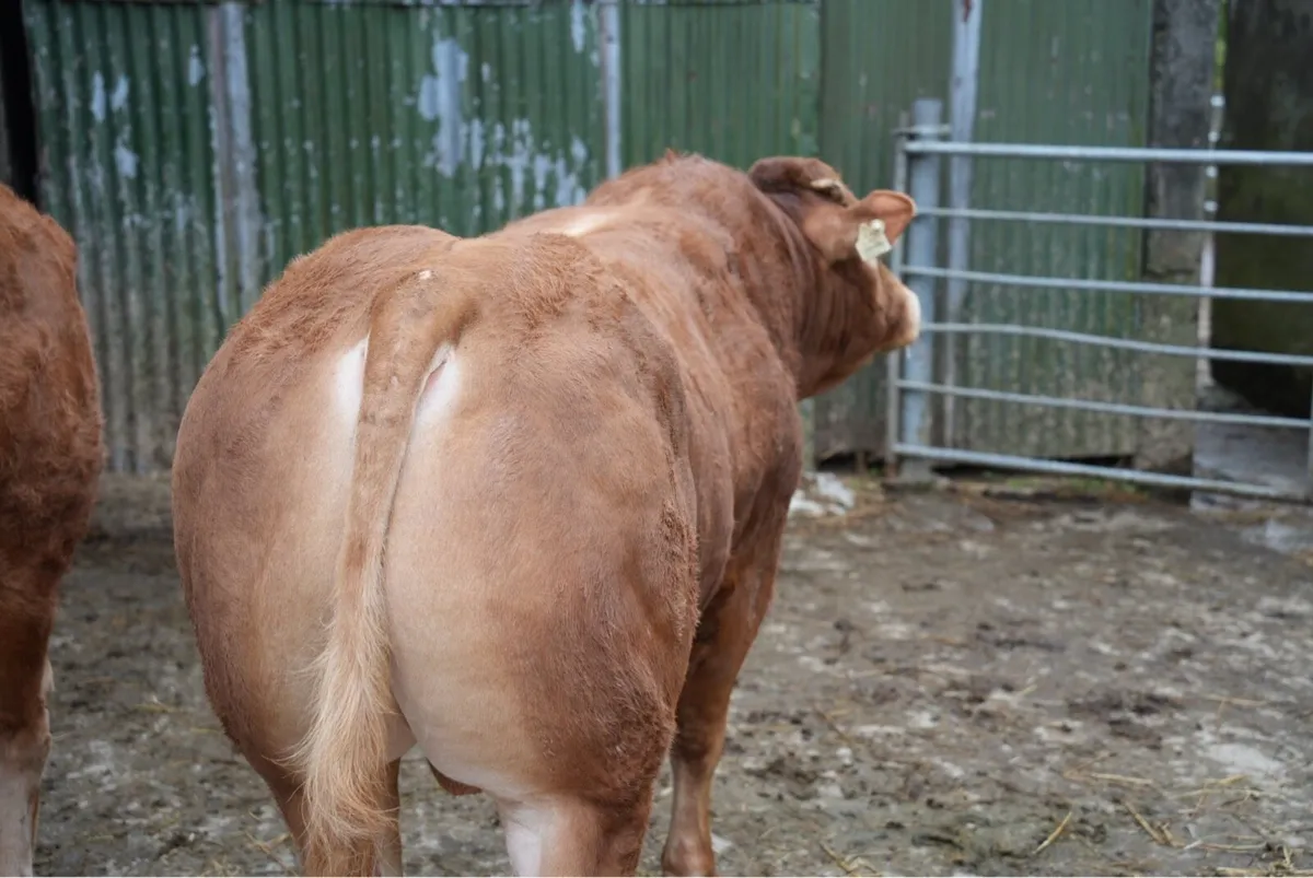 Pedigree Limousin Bulls - Image 2