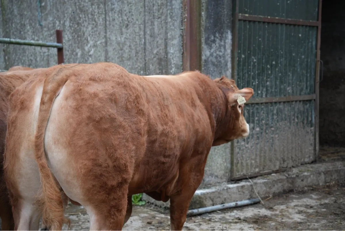 Pedigree Limousin Bulls - Image 3