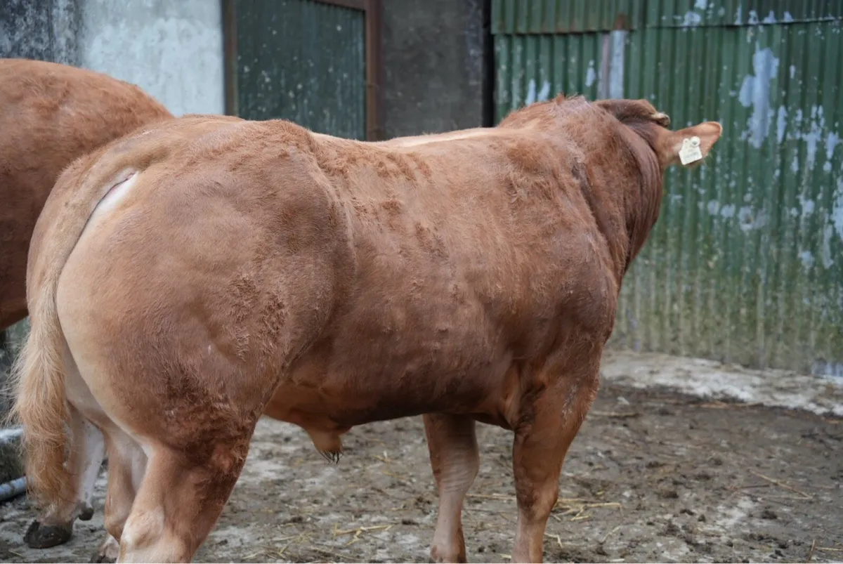 Pedigree Limousin Bulls - Image 4