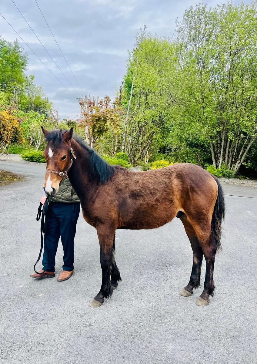 Bay Connemara Yearly (gelding)
