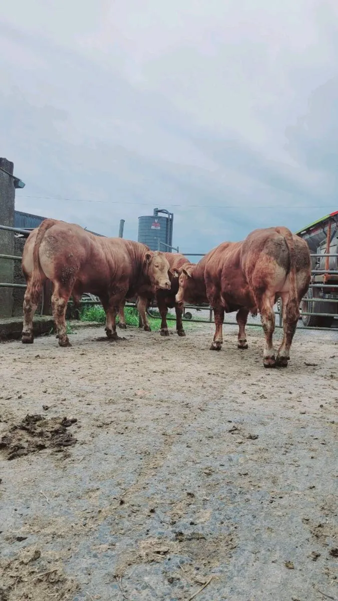 Pedigree limousin bulls (ampertaine foreman) - Image 1
