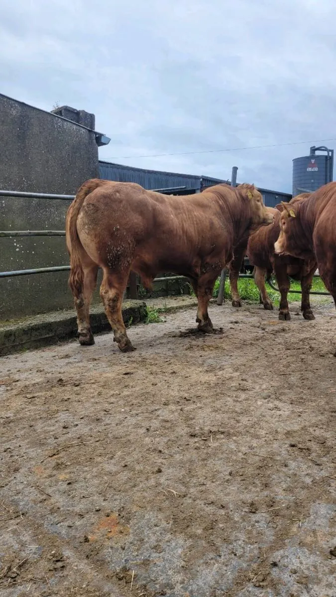 Pedigree limousin bulls (ampertaine foreman) - Image 2