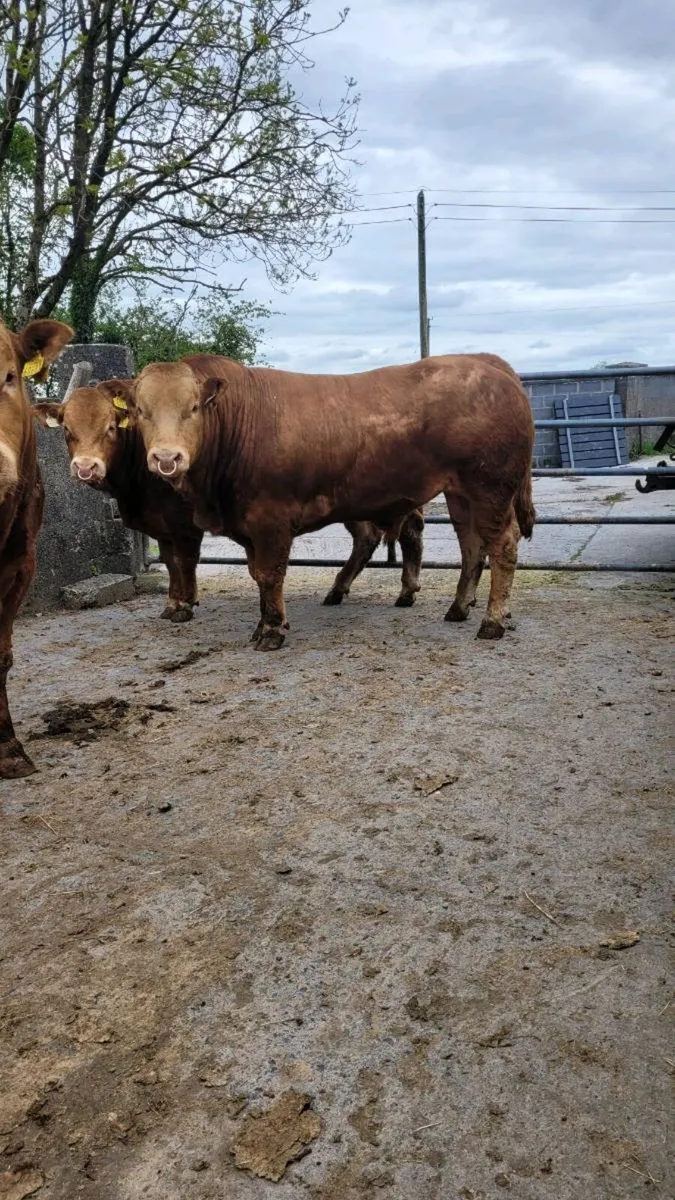 Pedigree limousin bulls (ampertaine foreman) - Image 3