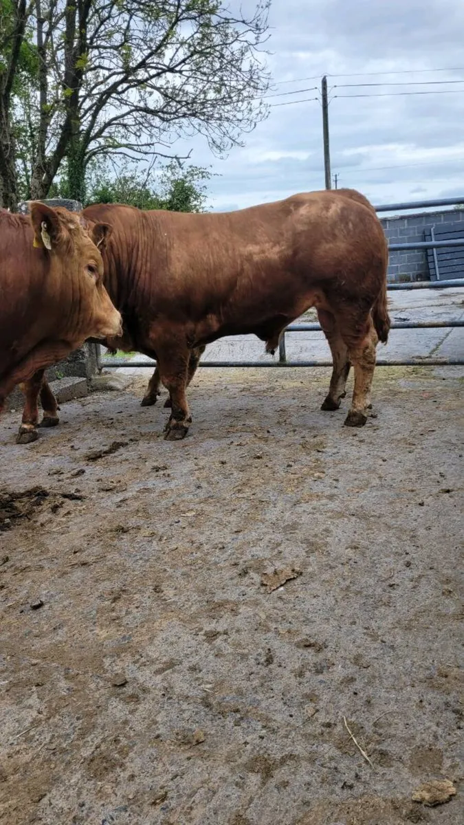 Pedigree limousin bulls (ampertaine foreman) - Image 4