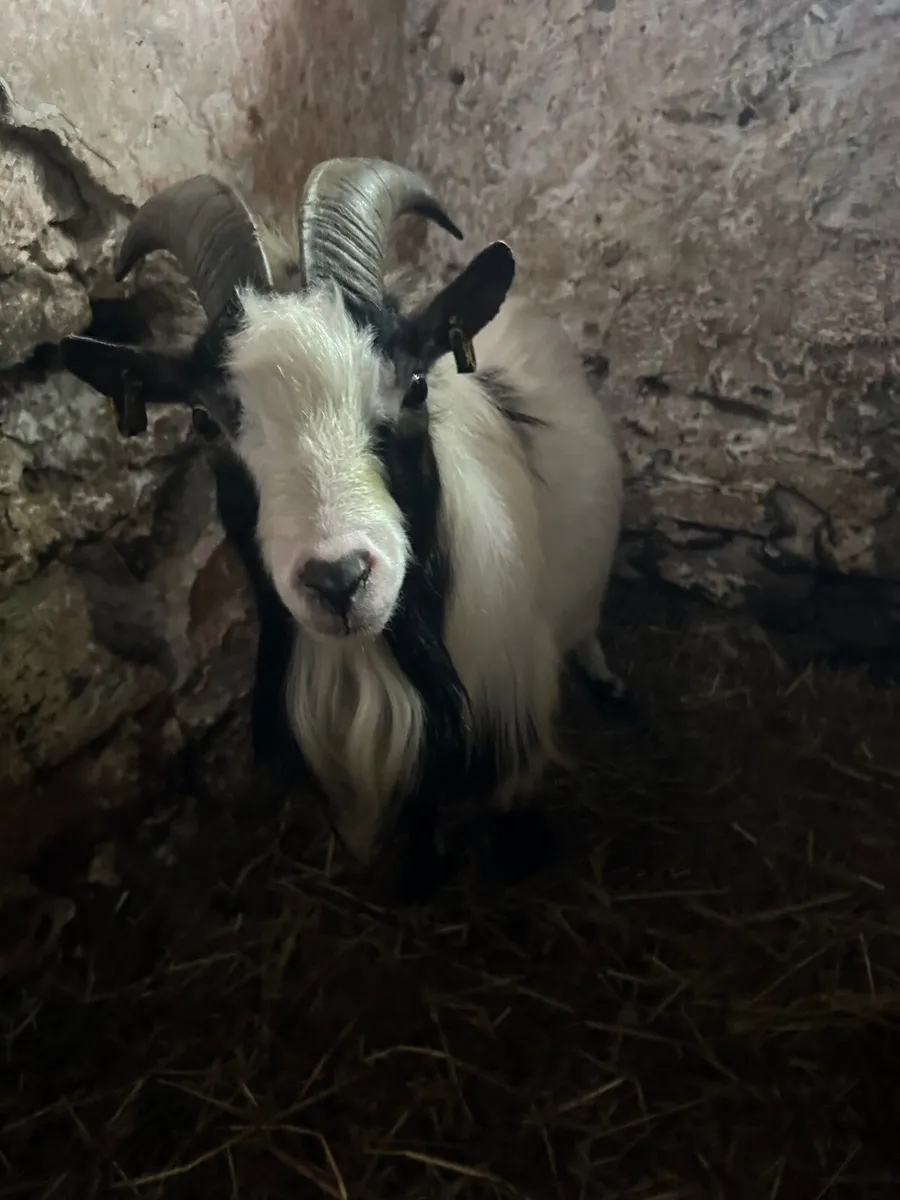 Goats - Image 2