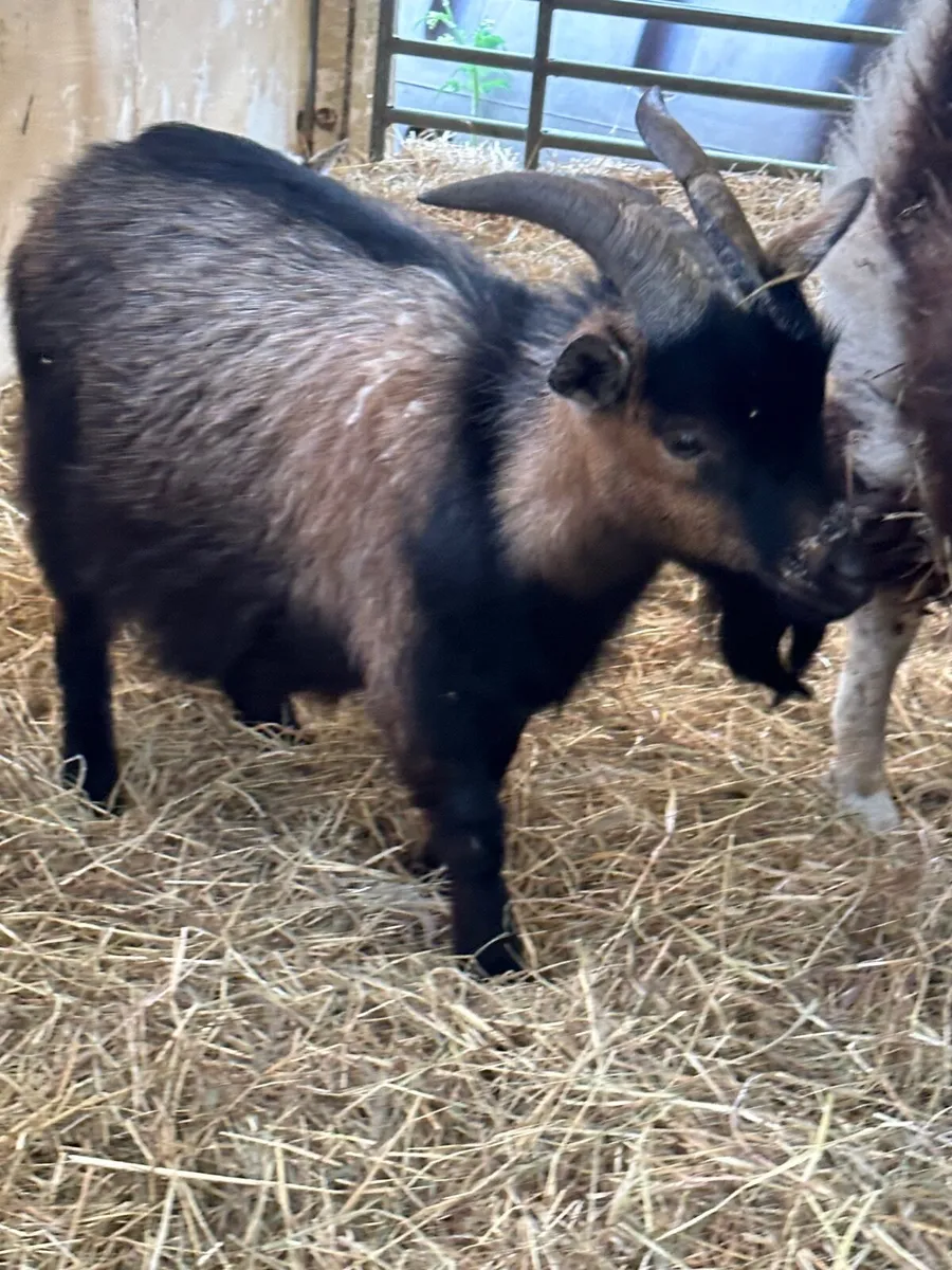 Goats - Image 3