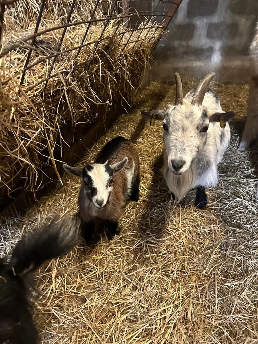 Goats - Image 1