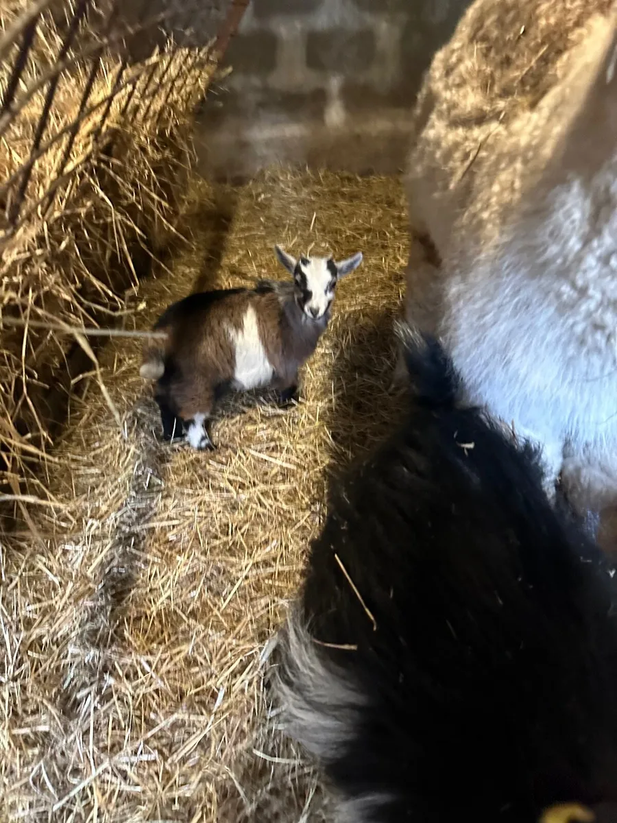 Goats - Image 4
