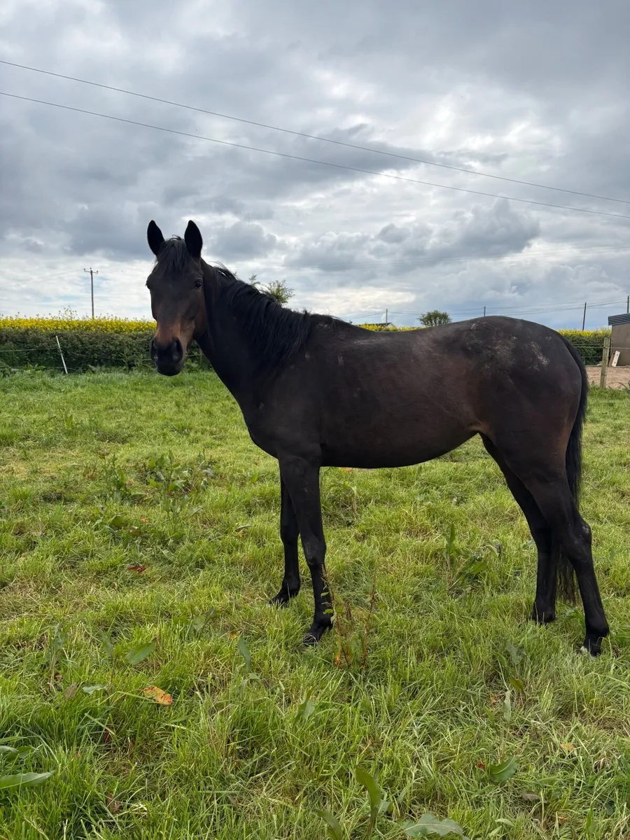 3yo dark bay filly for sale - Image 2