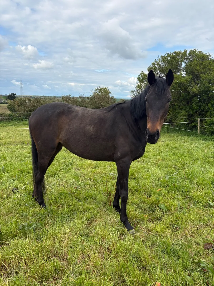 3yo dark bay filly for sale - Image 3