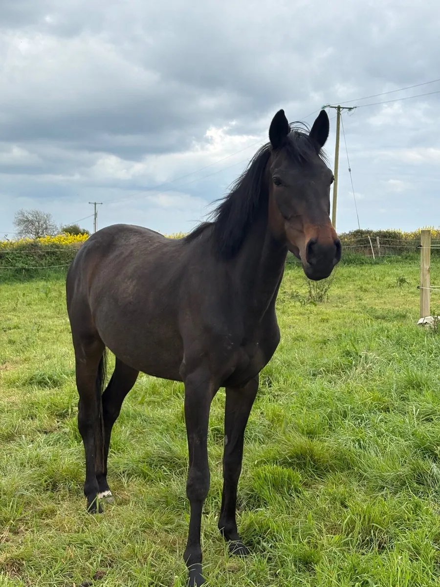 3yo dark bay filly for sale - Image 1