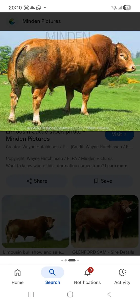 To hire a bull - Image 1