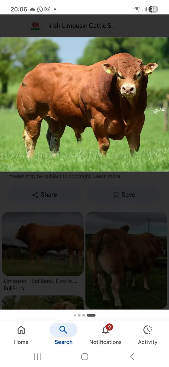 To hire a bull - Image 2
