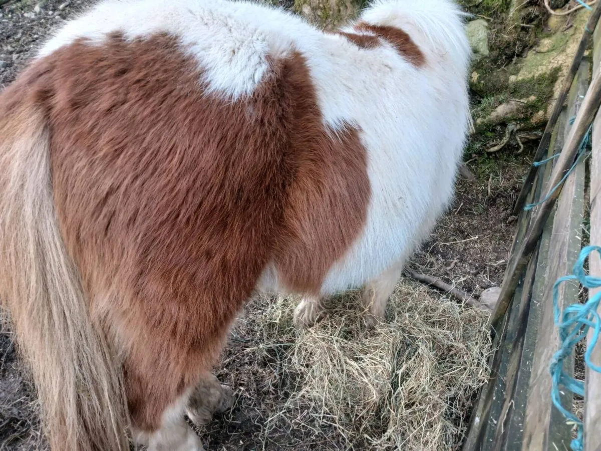 4 year old mare - Image 3