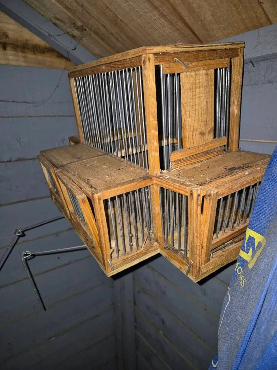 Birds and cages - Image 3