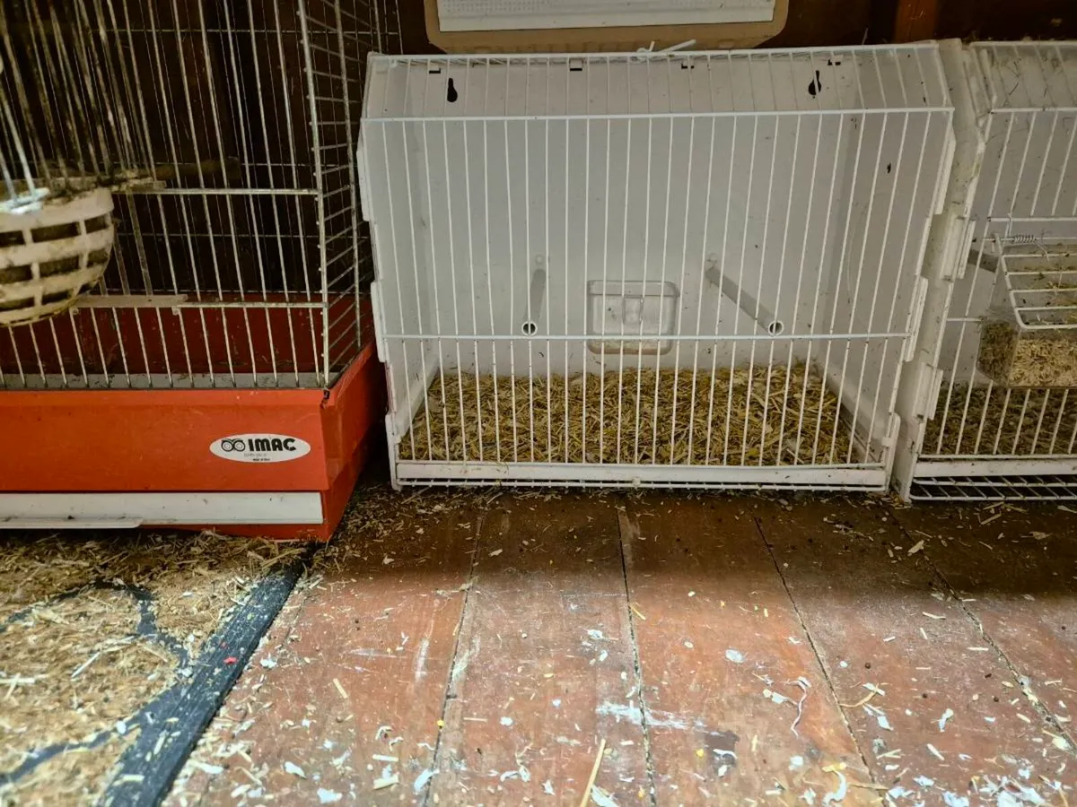 Birds and cages - Image 4