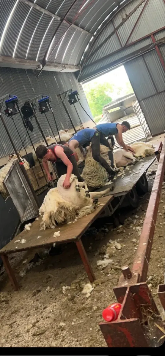Sheep shearing service - Image 2