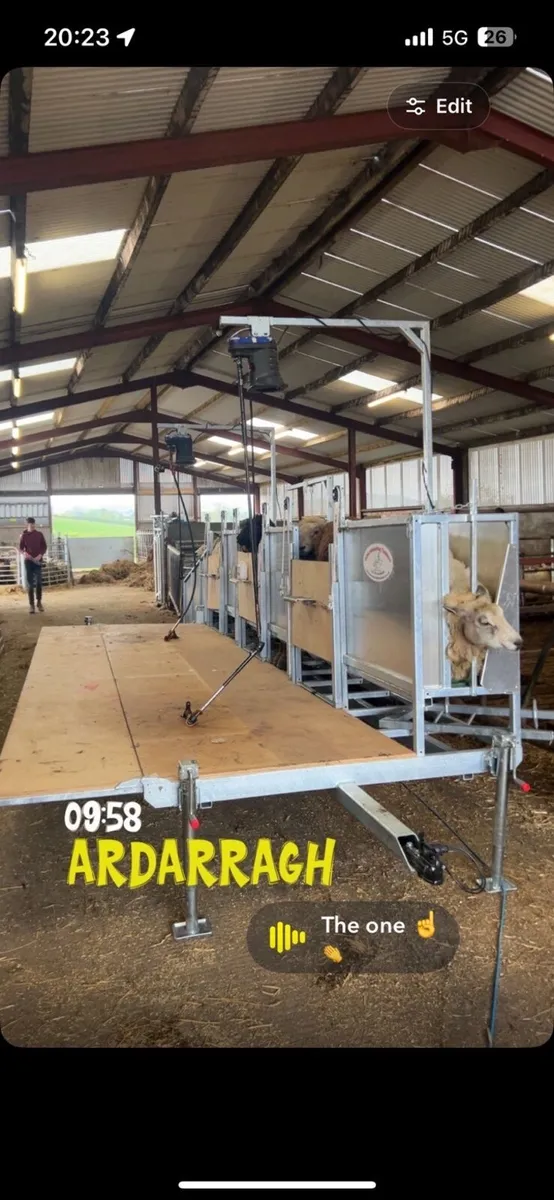 Sheep shearing service - Image 1