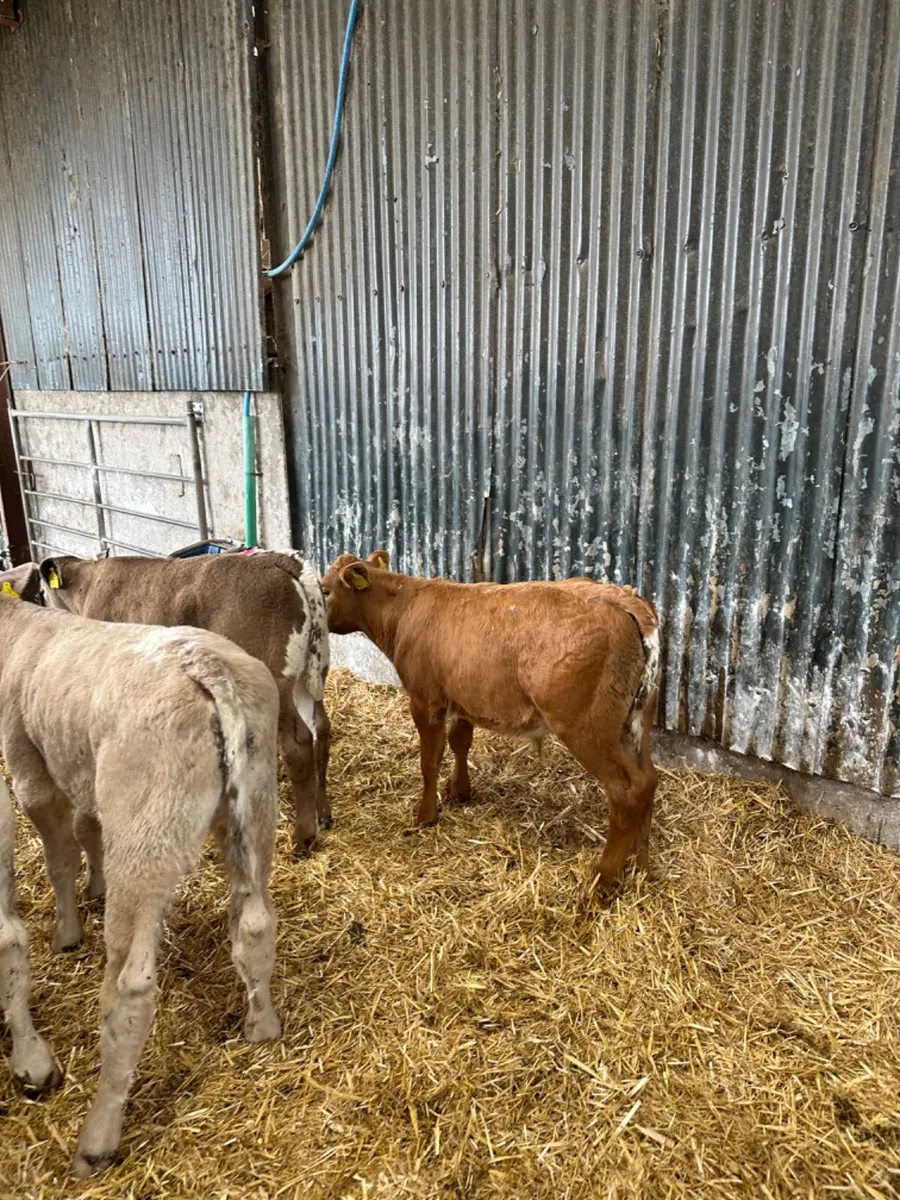 Charolais and lim bulls - Image 2