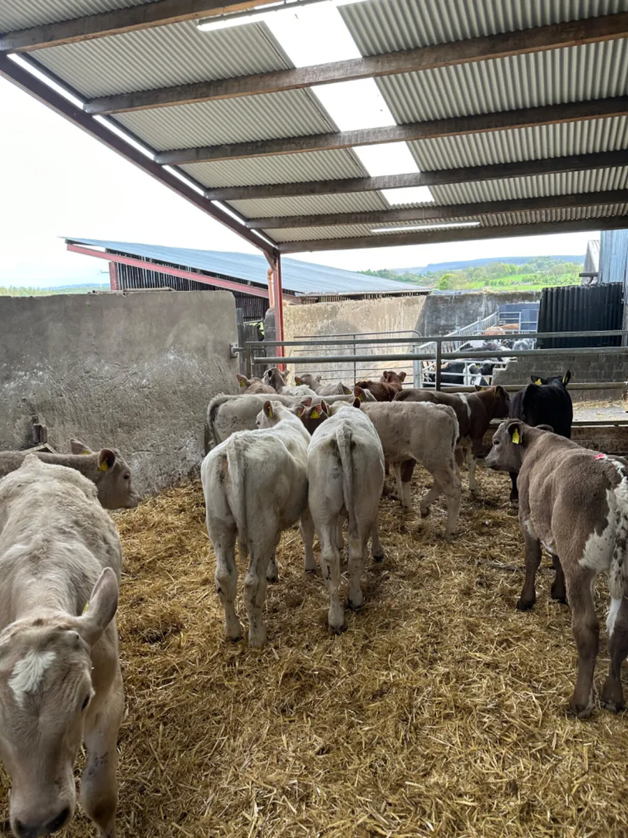 Charolais and lim bulls - Image 4