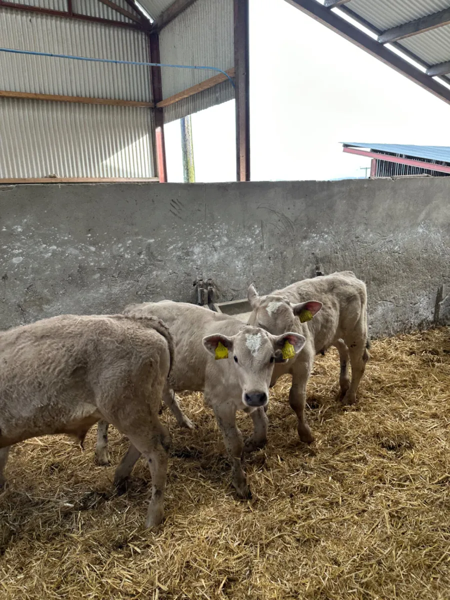 Charolais and lim bulls - Image 3