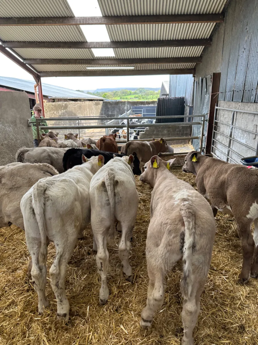 Charolais and lim bulls - Image 1