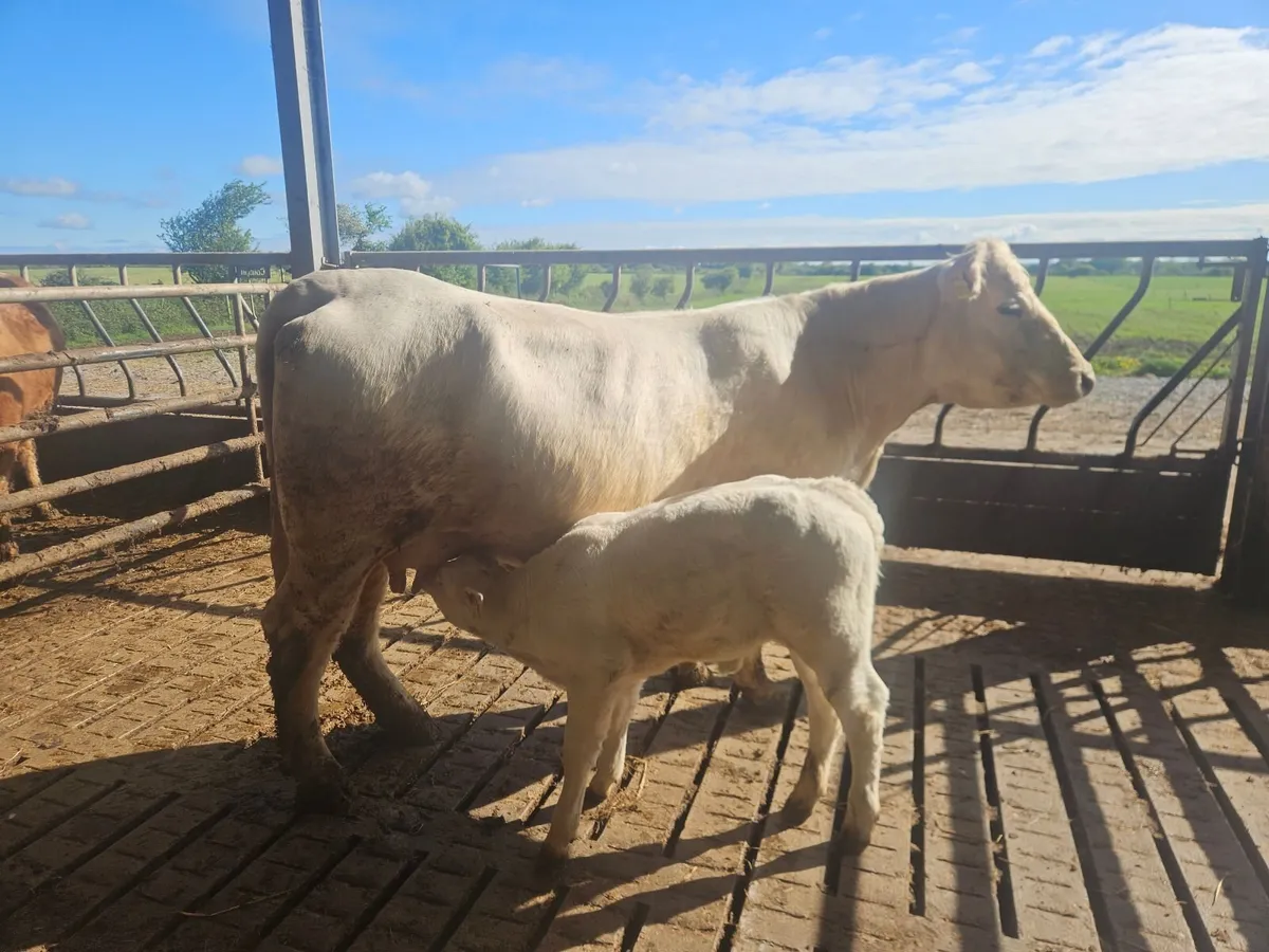 Six cow and calf suckler teams - Image 2