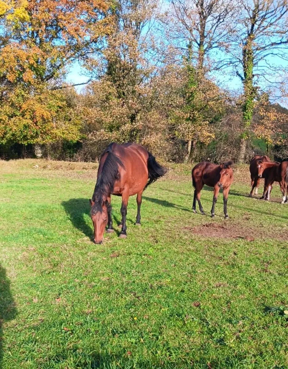 TIH Broodmare in foal - Image 1
