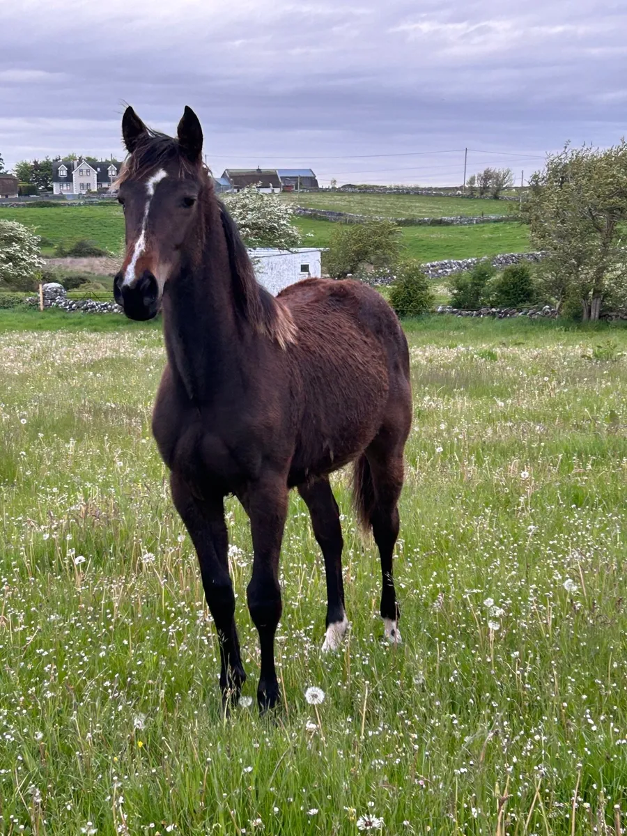 Yearling Colt - Image 3