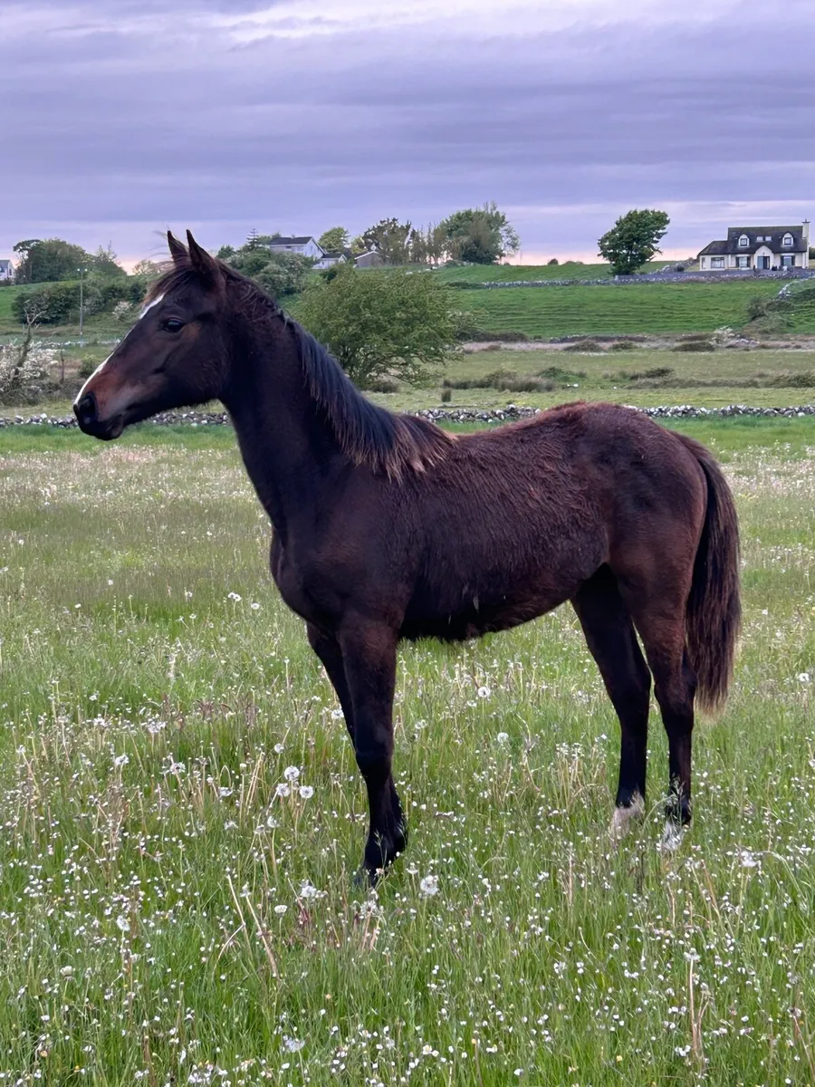 Yearling Colt - Image 1