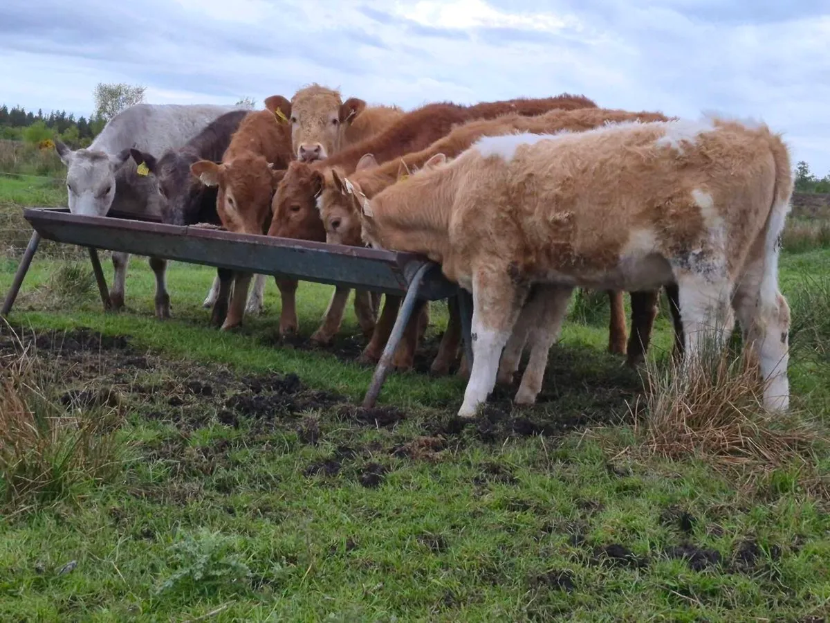 10 Super Heifer Weanlings - Image 2