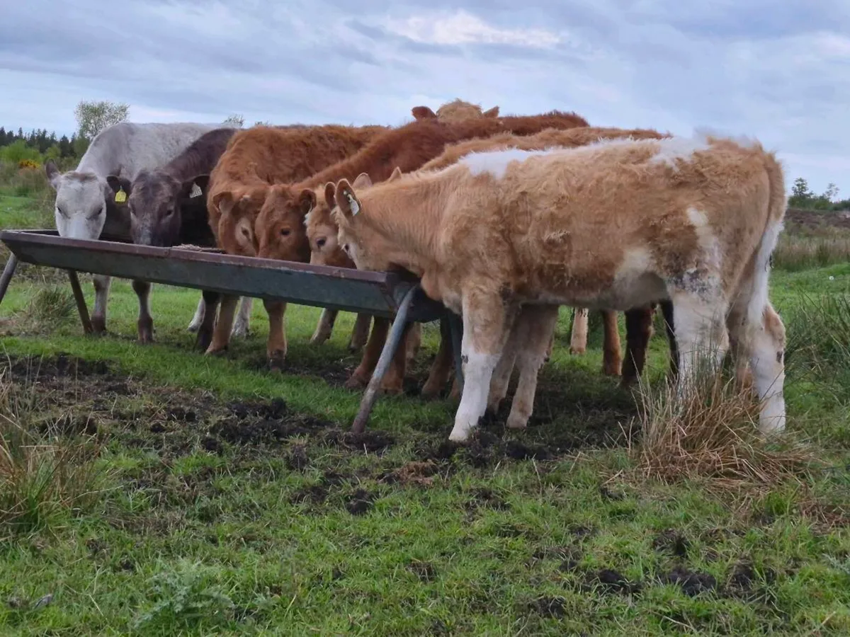 10 Super Heifer Weanlings - Image 3