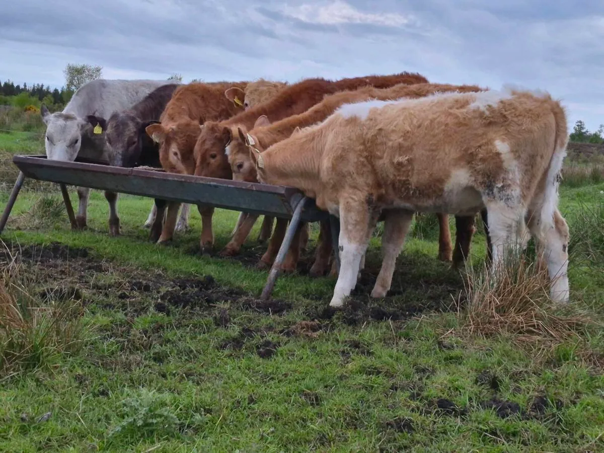 10 Super Heifer Weanlings - Image 4