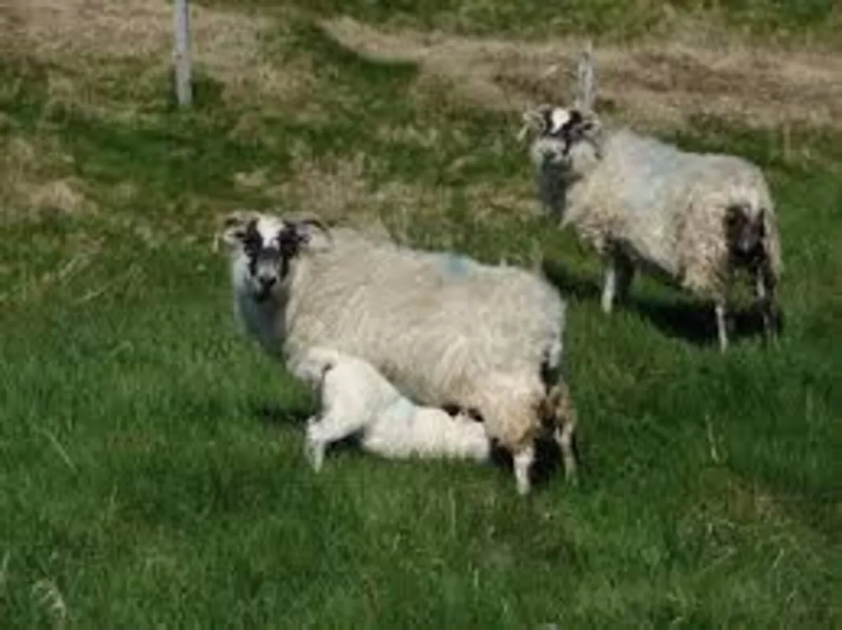 Horned ewes with lambs