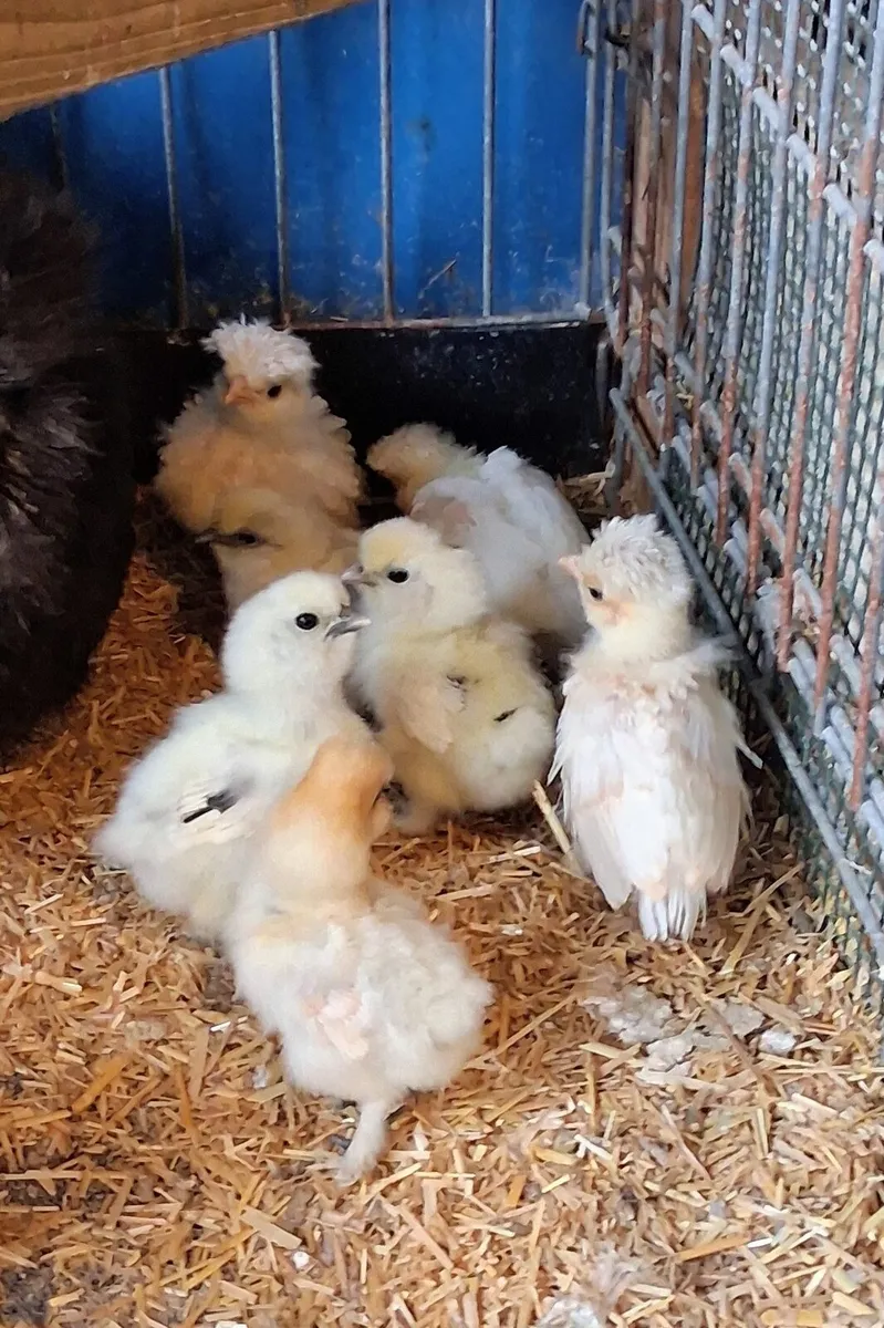 Polish + usa silkie poultry and eggs - Image 2