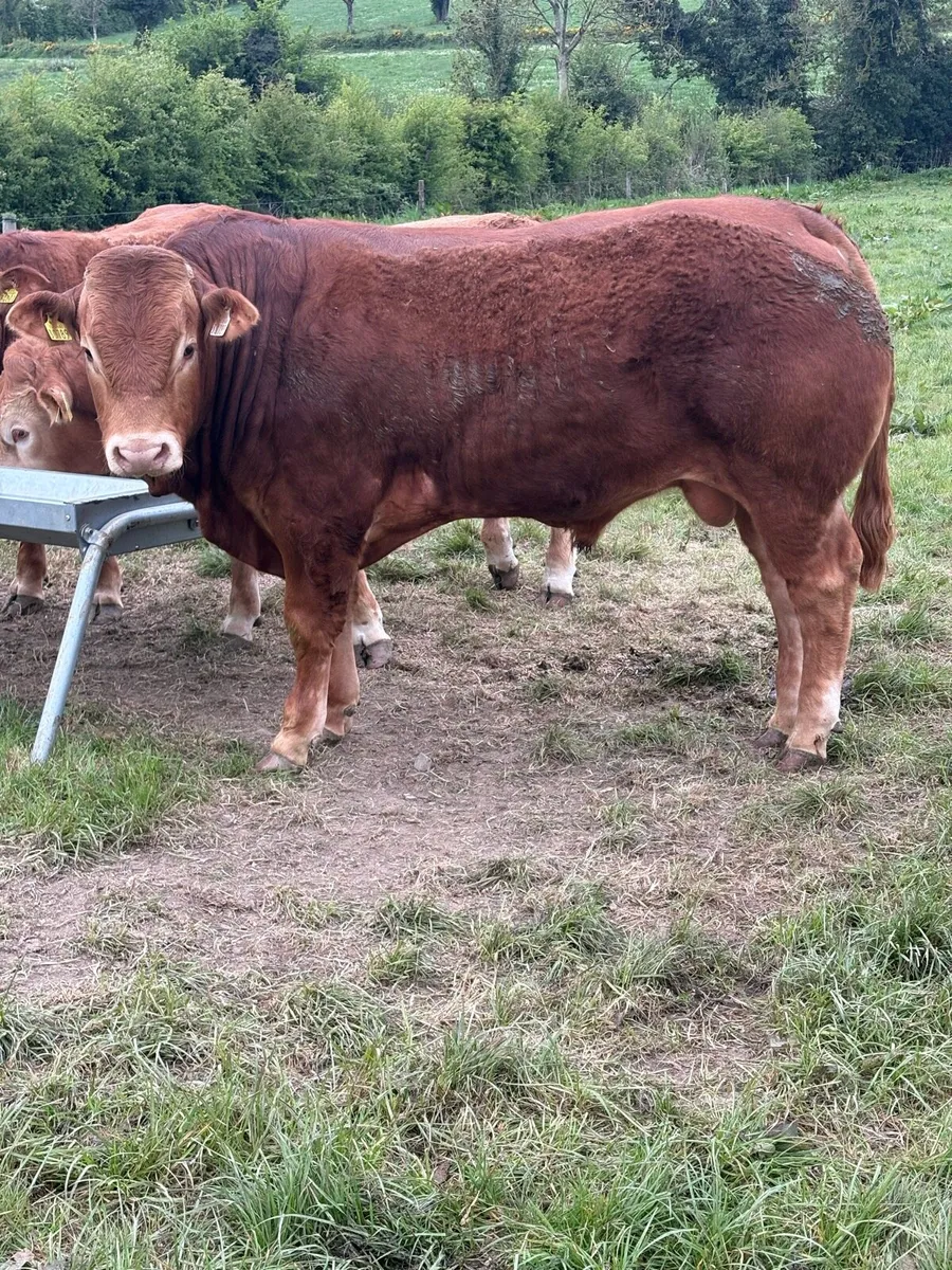 Limousin Bull - Image 1