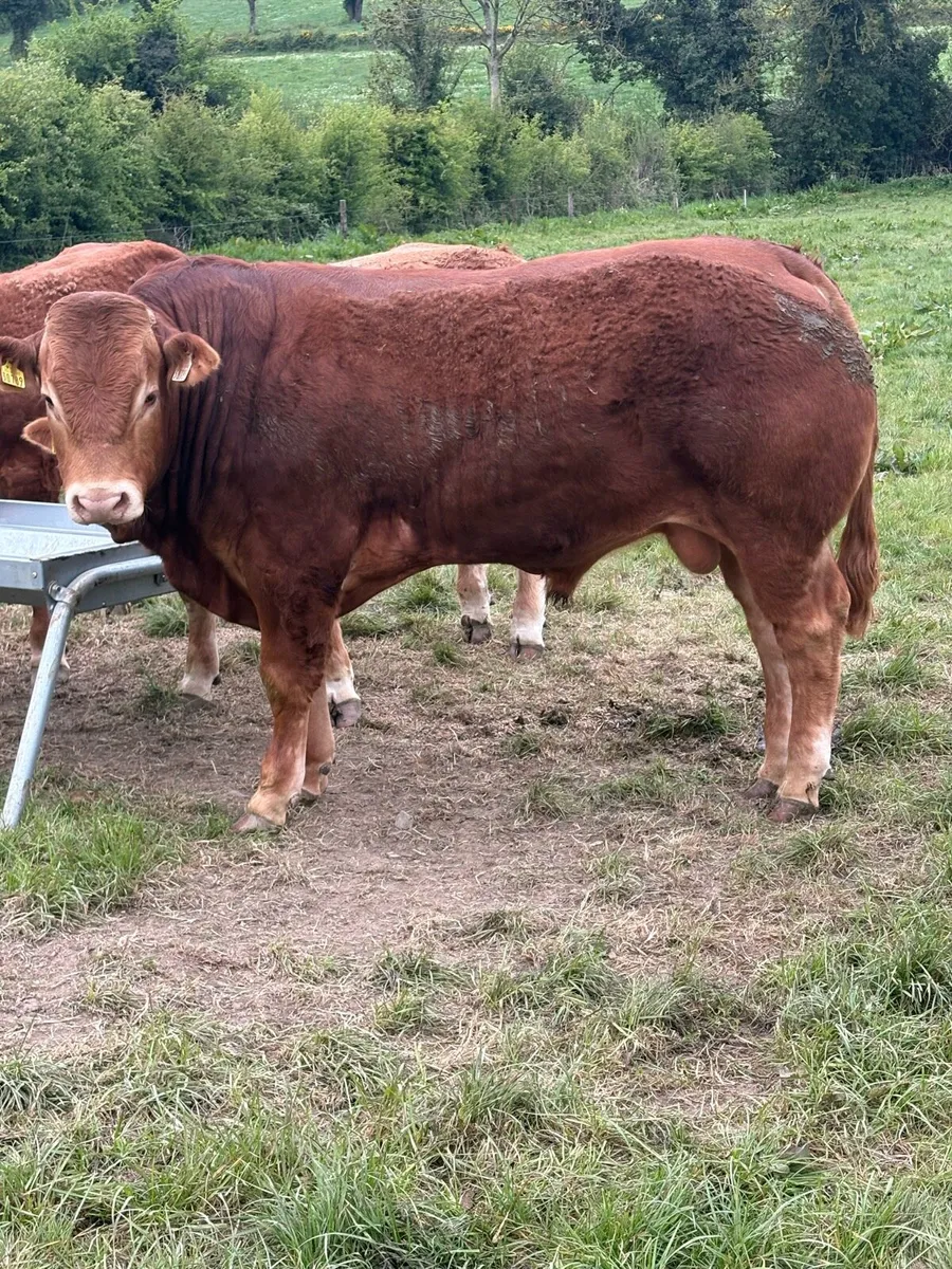 Limousin Bull - Image 2