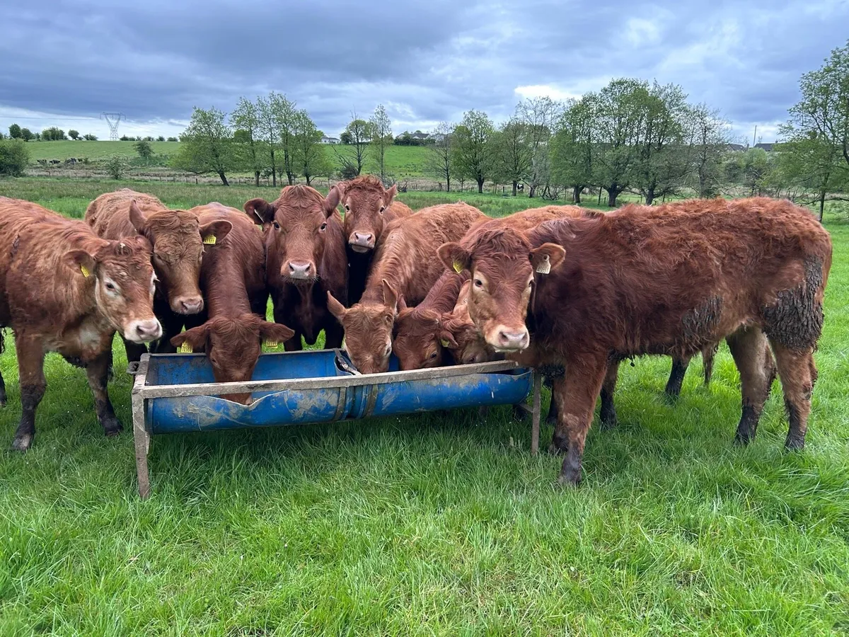 RED LIMOUSIN HEIFERS - Image 1