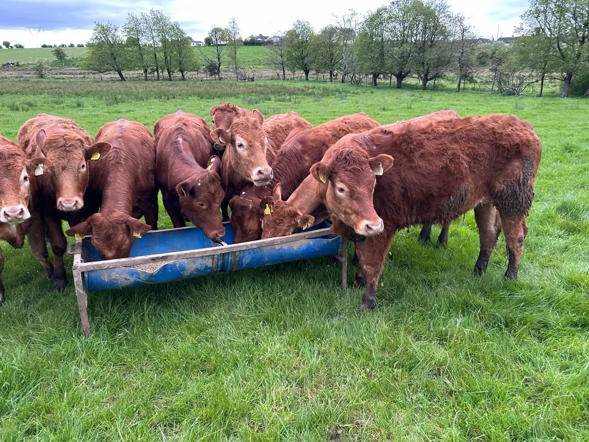 RED LIMOUSIN HEIFERS - Image 2