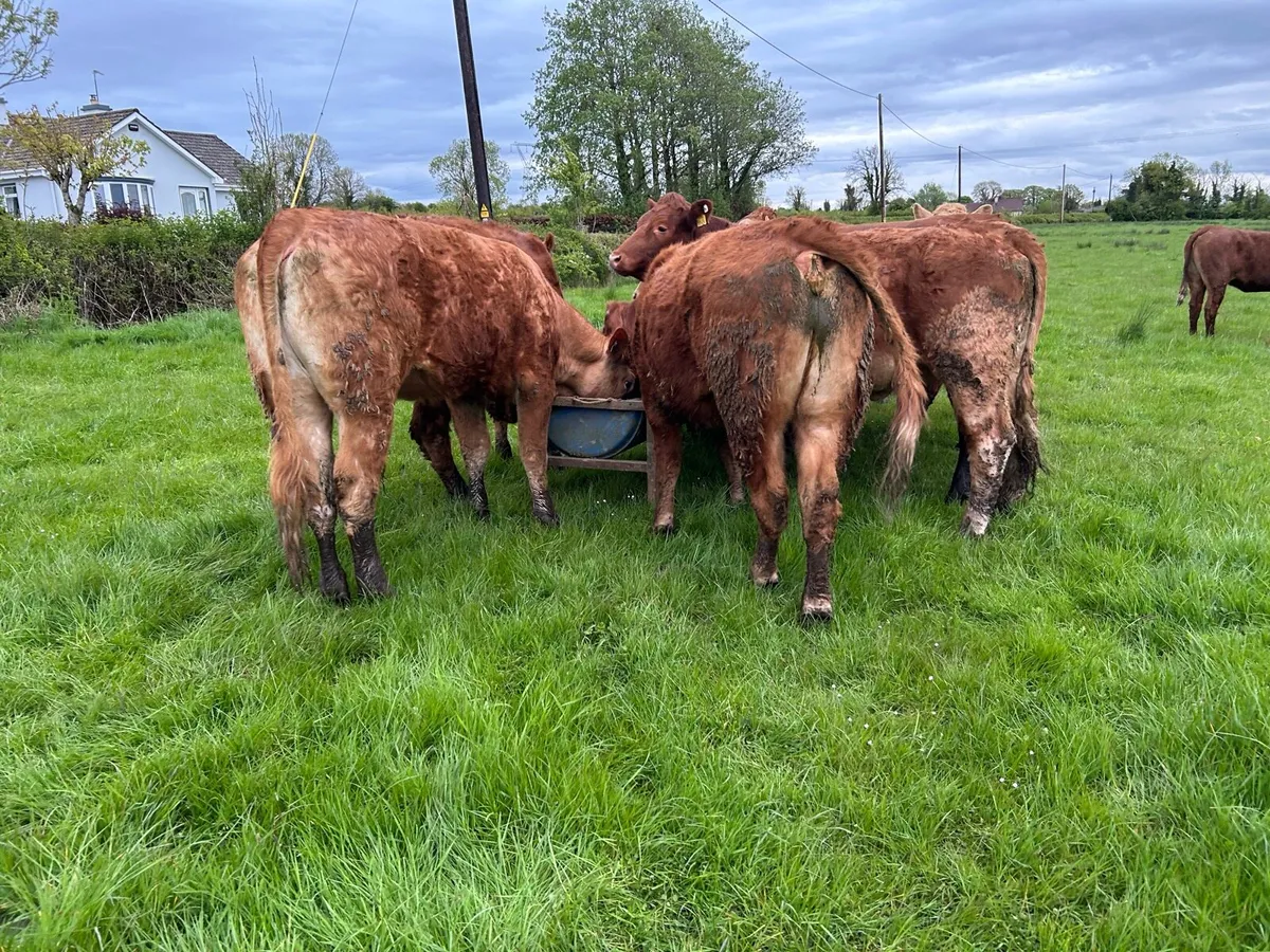 RED LIMOUSIN HEIFERS - Image 3