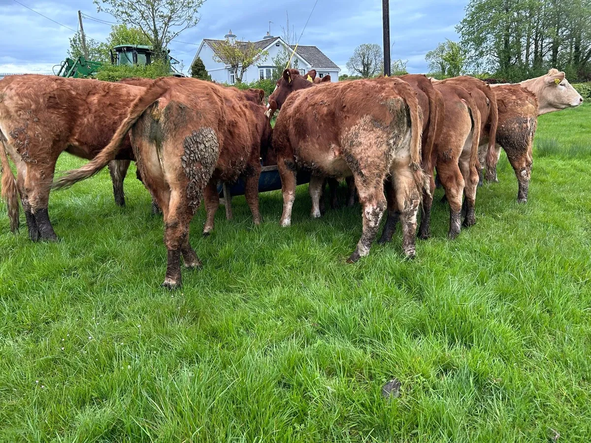 RED LIMOUSIN HEIFERS - Image 4