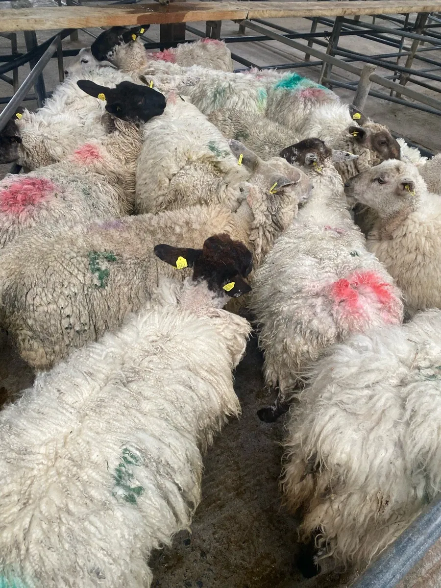 Hogget Ewes