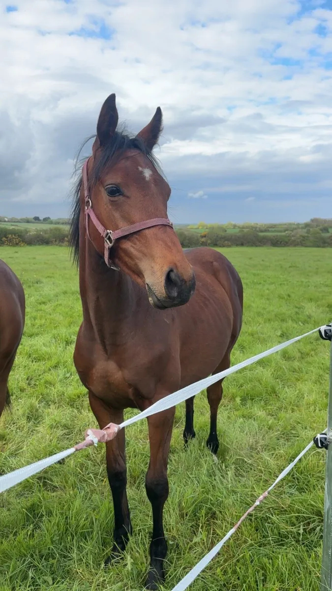 🌟Stunning yearling gelding🌟 - Image 1