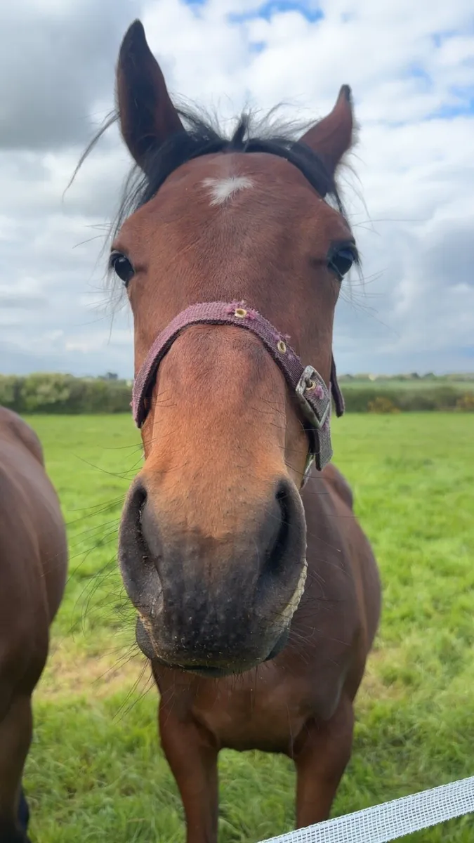 🌟Stunning yearling gelding🌟 - Image 2