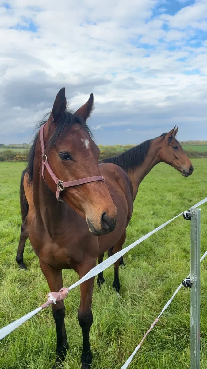 🌟Stunning yearling gelding🌟 - Image 3